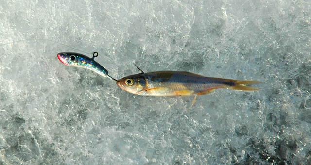Ice Fishing Reports MN December 2011