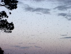 Mayfly hatch airborne Mayflies 6-5-07