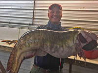 image of huge eelpout from lake of the woods