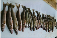 image of walleyes on fillet table
