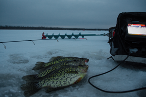 image of Crappies on the ice