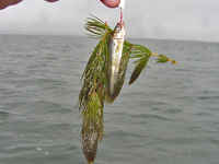 image of coontail weeds on jig head
