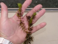 image of milfoil