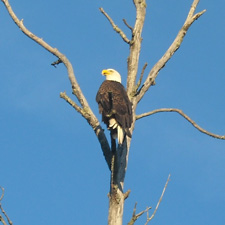 Bald Eagle 10-2-2010
