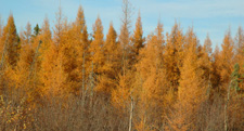 Fall Colors Deer River MN