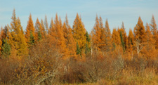 Fall Tamarack Colors Deer River MN