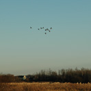 Geese Coming In