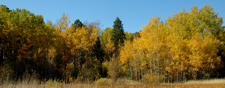 Fall Colors Deer River