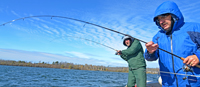 Walleye Fishing Leech Lake