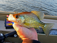 Lindy Jig For Crappie Fishing