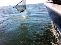 Landing Walleye In Net