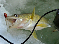 image of Walleye coming out of ice hole