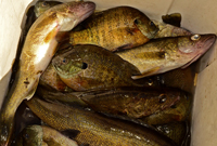 Mixed bag of sunfish and walleye from Lake Wabana