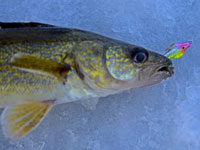 Ice Fishing Walleye Lake Winnie