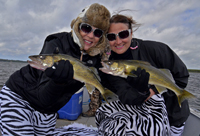 Walleyes Caught by the Luscious Sisters on Cutfoot Sioux