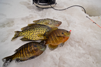 image of Crappies and Bluegills on ice