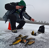 image of Arne Danielson with Bluegills on the ice