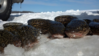 image of Eelpout on the ice
