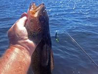 image of walleye with no snagg sinker in the background