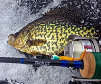 image of Crappie on the ice