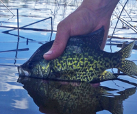 image of Crappie being released into the water