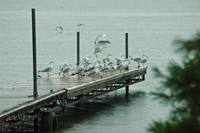 image of seagulls on dock