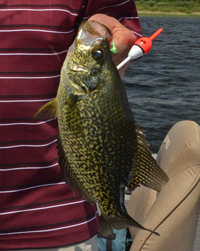 image of fisherman holding Crappie 