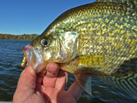 image of crappie caught on Ice Worm