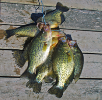 image of crappies on dock