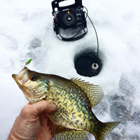 image of Crappie held above the ice hole
