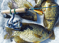 image of crappies caught on a chubby darter