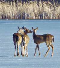 image of deer on ice