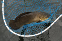 image of Bowfin Dogfish