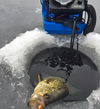 image of crappie on thin ice
