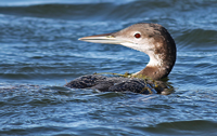 image of immature Loon with weeds on back
