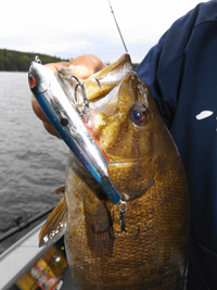image of big smallmouth bass