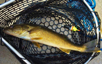 image of walleye in net with slip bobber