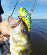 image of big walleye with a crankbait