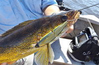 image of big walleye caught by tom batuik