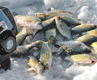 image of Yellow Bass on the ice