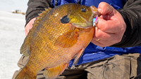 image links to ice fishing article should I saty or should i go?