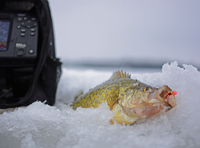 image of crappie on ice