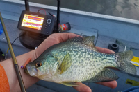 image of nice crappie