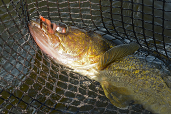 Minnesota Summertime Fishing Reports Archive