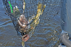 image of walleye double in landing net