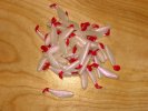 Shad Body 2-1/2 inch White Pearl w/red tail 50 pack