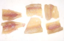 Northern Pike Fullets Cut Into Three Pieces Each