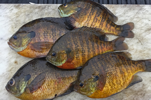 image of 5 bluegills for a meal