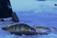 image of Perch caught with a perch talker