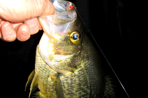 image of crappie